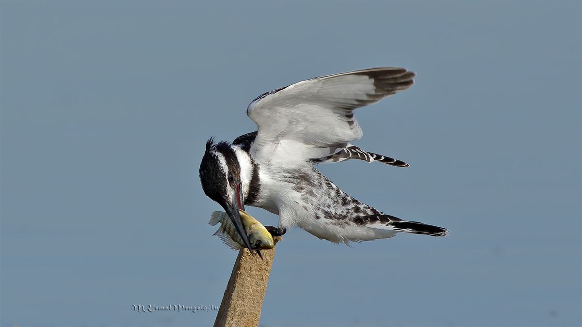 Pied Kingfisher