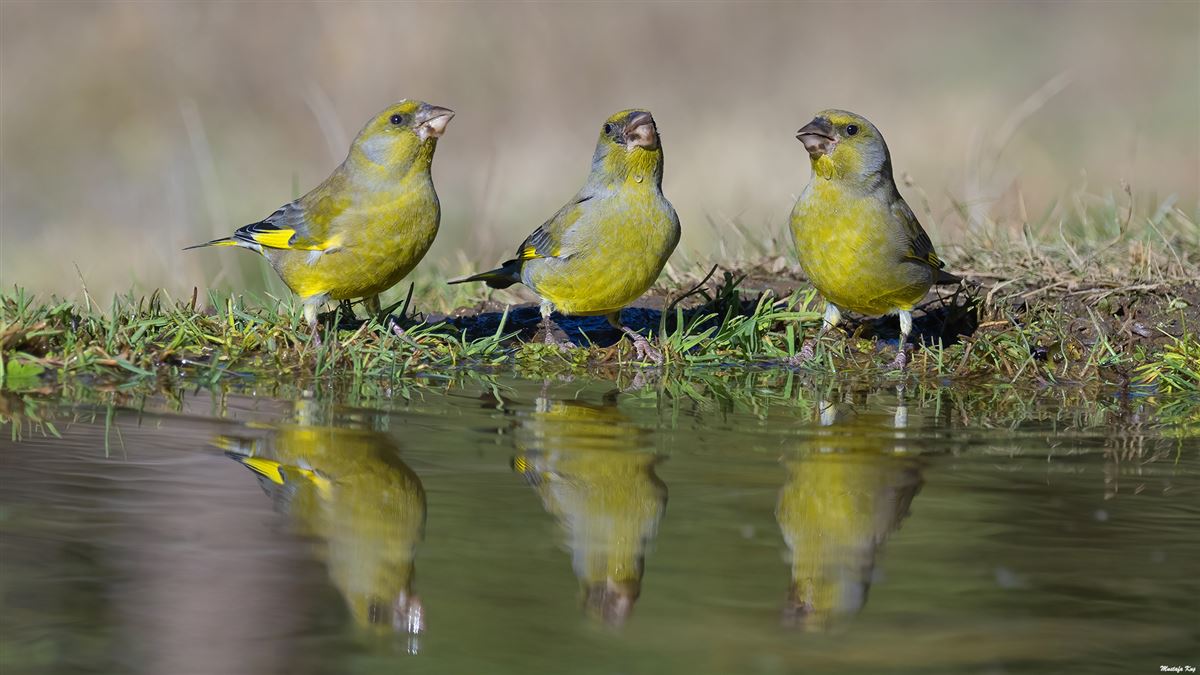 European Greenfinch
