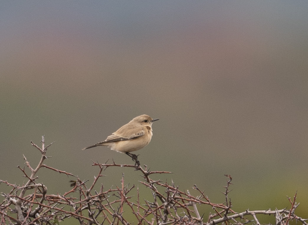 Desert Wheatear