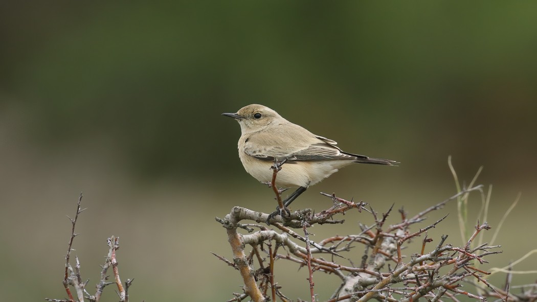 Desert Wheatear
