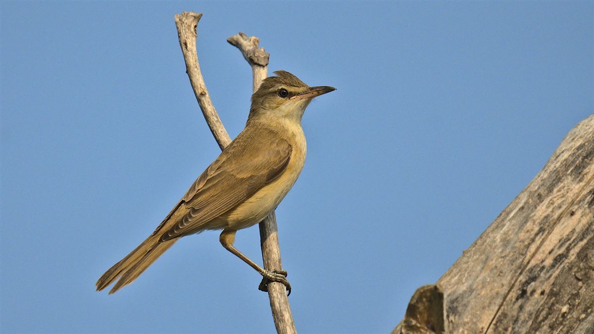 Great Reed Warbler