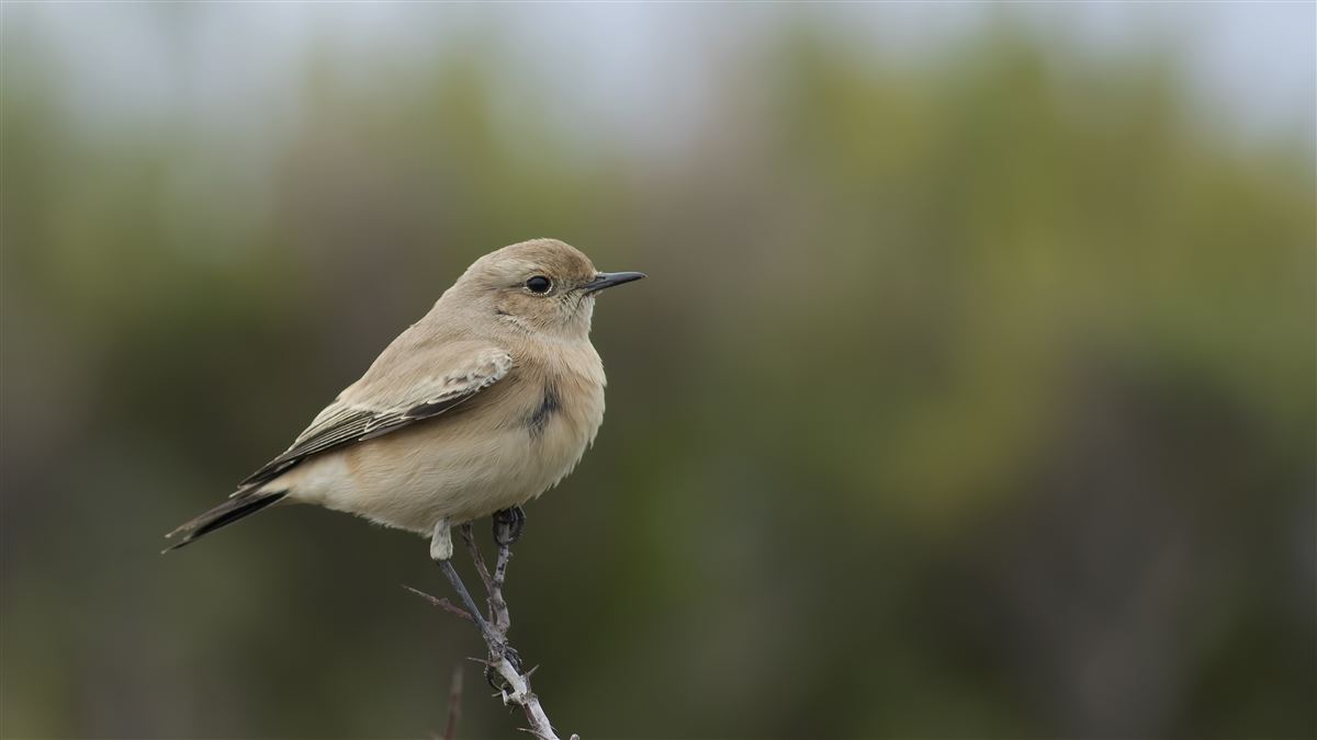 Desert Wheatear