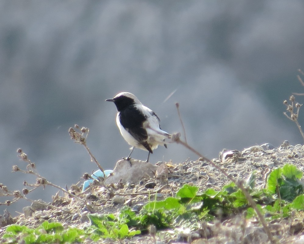 Finsch`s Wheatear