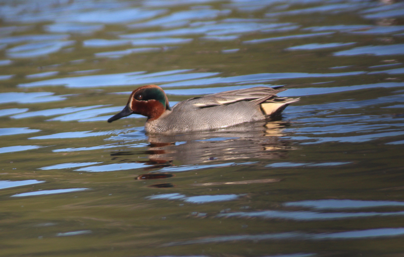 Eurasian Teal