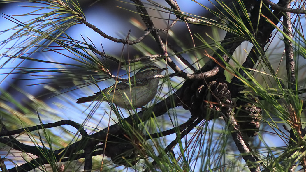 Hume`s Leaf Warbler