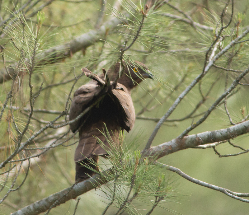 European Honey Buzzard