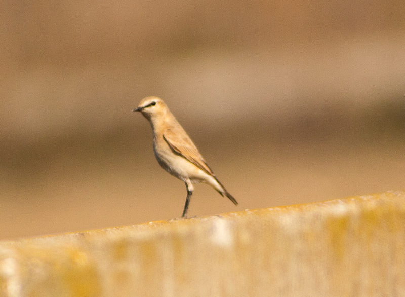 Isabelline Wheatear