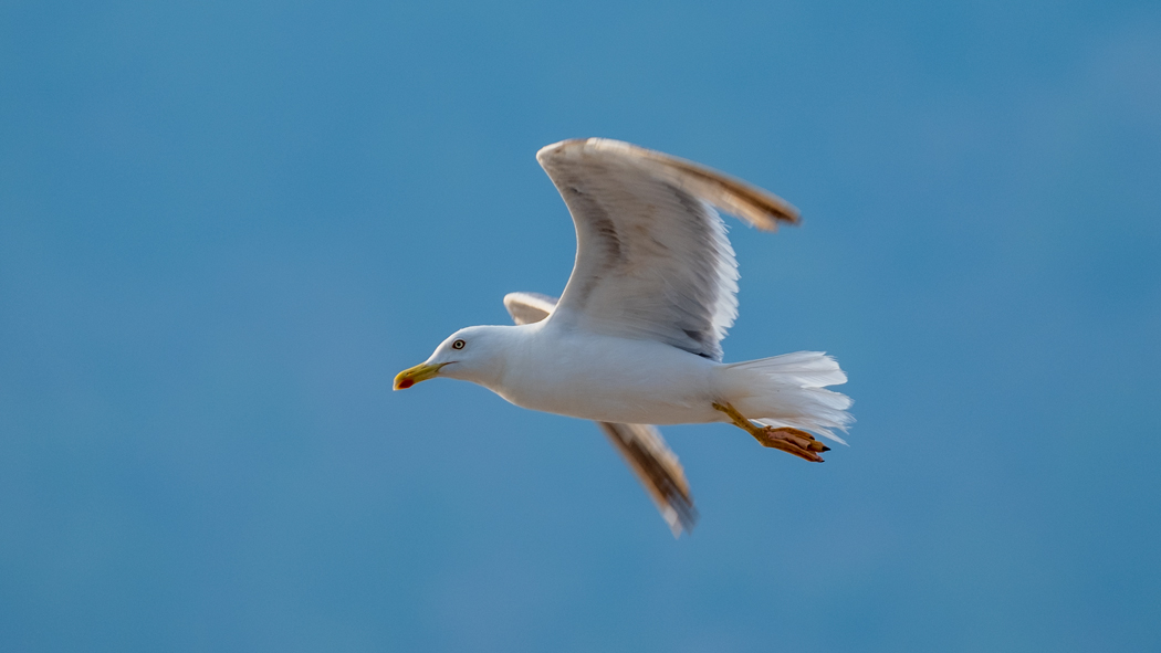 Yellow-legged Gull