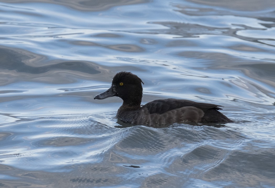 Tufted Duck