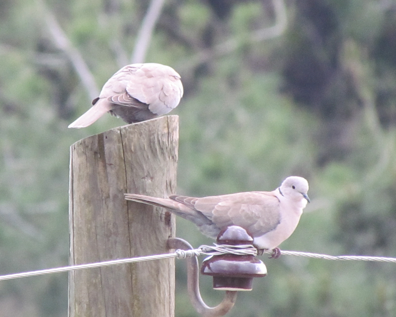 Eurasian Collared Dove