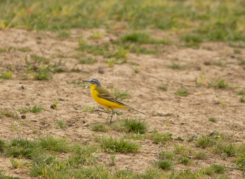 Western Yellow Wagtail