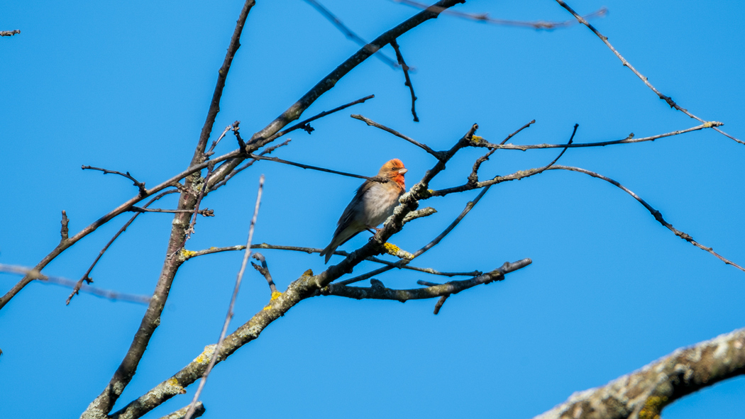 Common Rosefinch