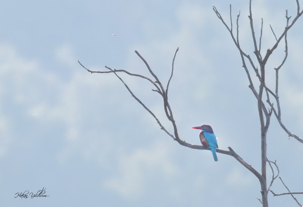White-throated Kingfisher