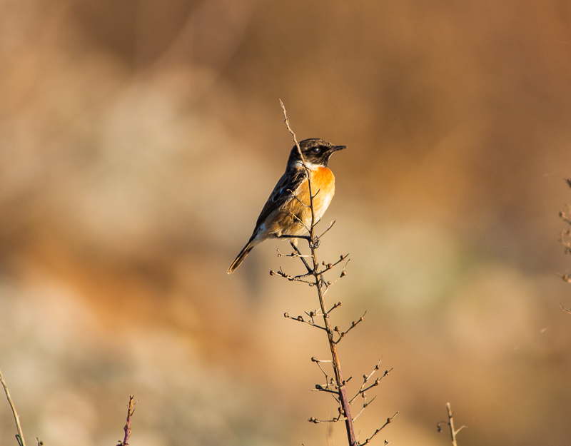 European Stonechat