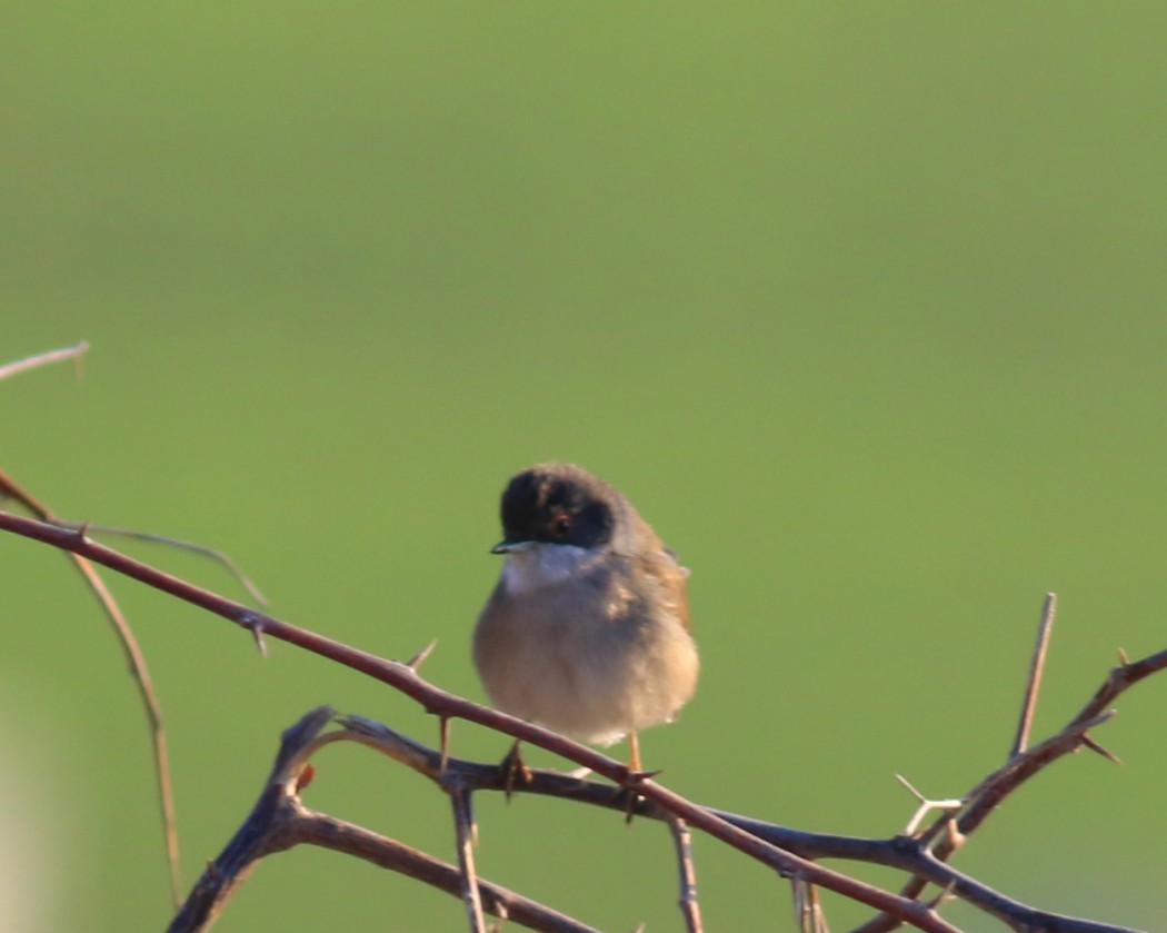 Sardinian Warbler