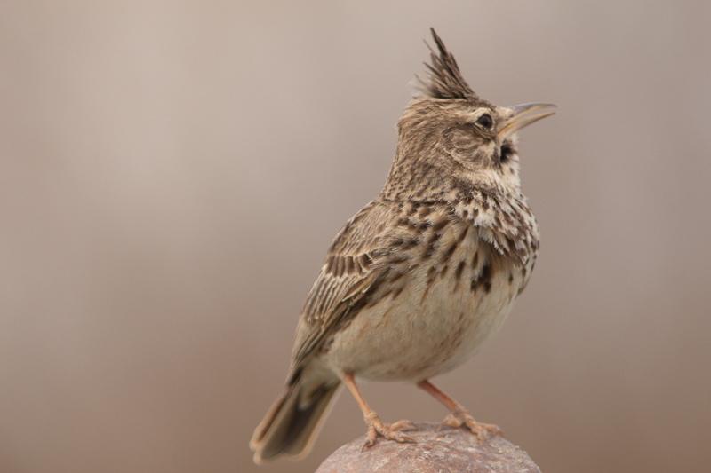Crested Lark