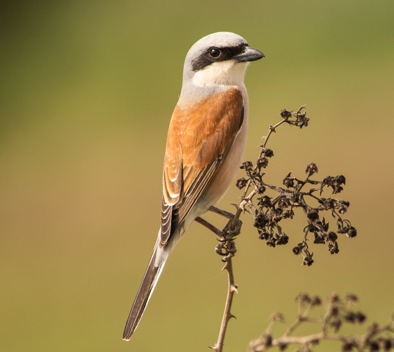 Red-backed Shrike