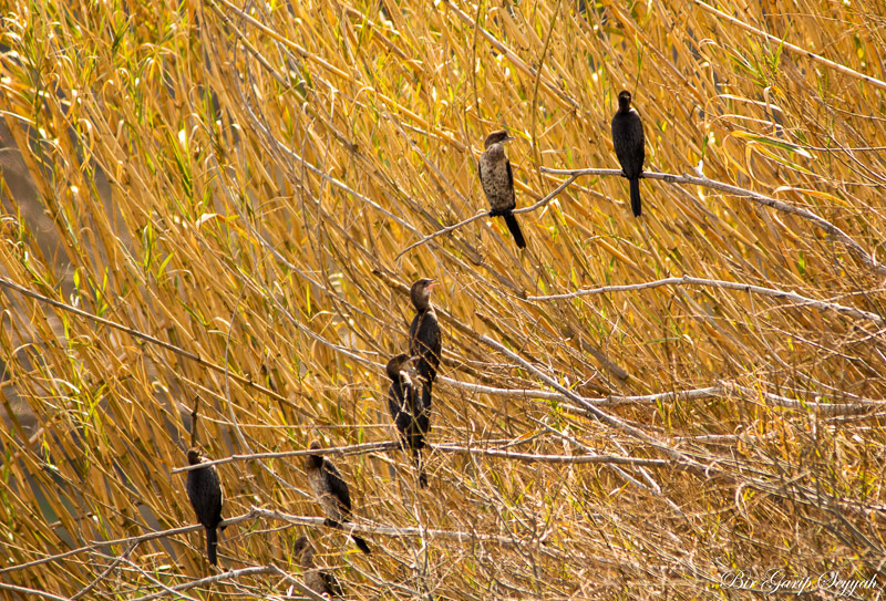 Pygmy Cormorant