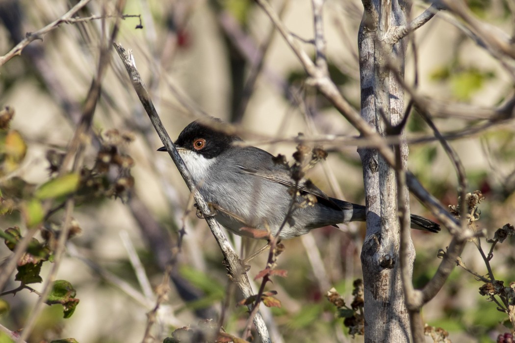Sardinian Warbler
