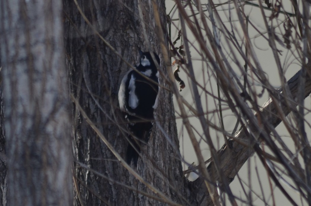 Great Spotted Woodpecker