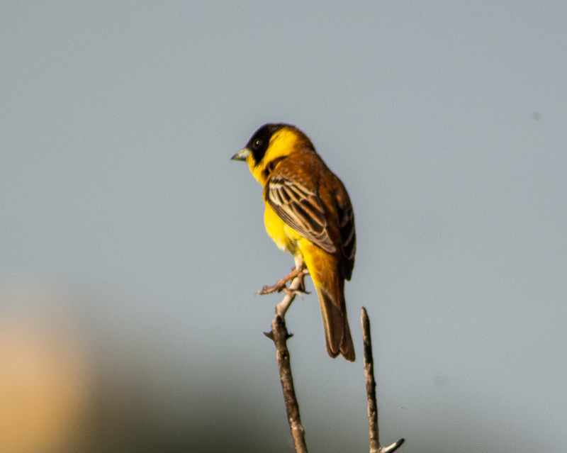 Black-headed Bunting