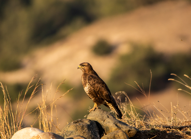 Common Buzzard
