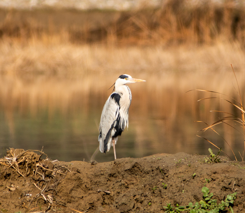 Grey Heron