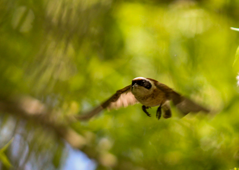 Eurasian Penduline Tit