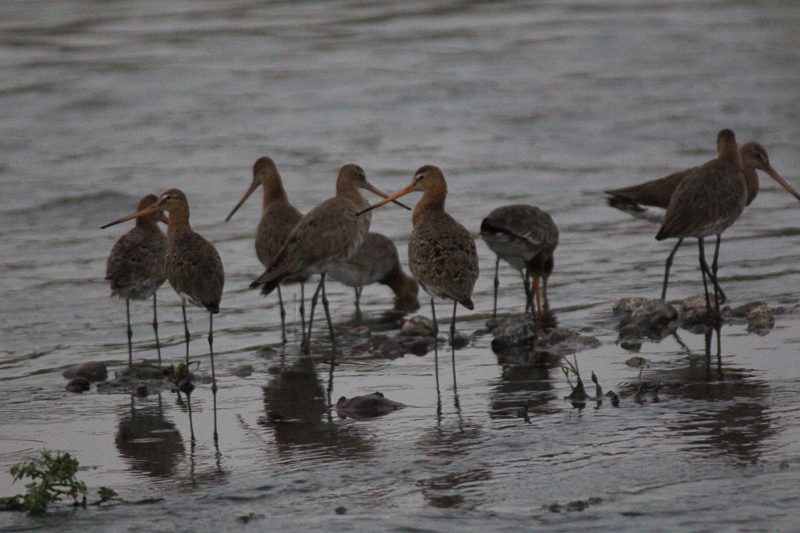 Black-tailed Godwit