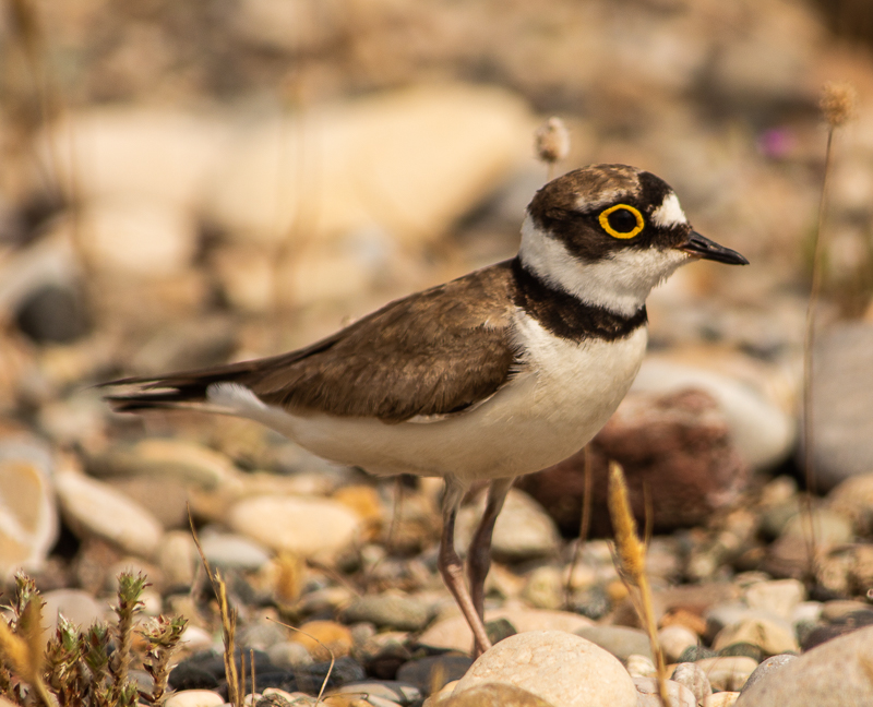 Little Ringed Plover