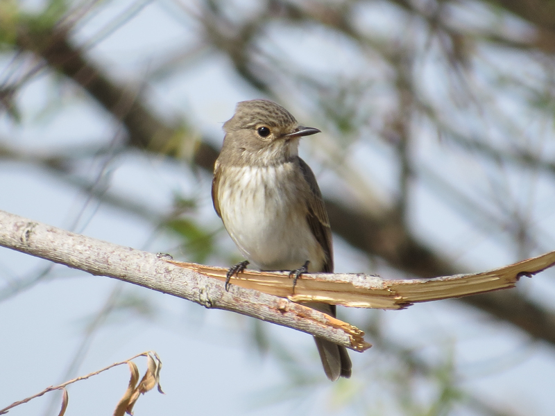 Spotted Flycatcher
