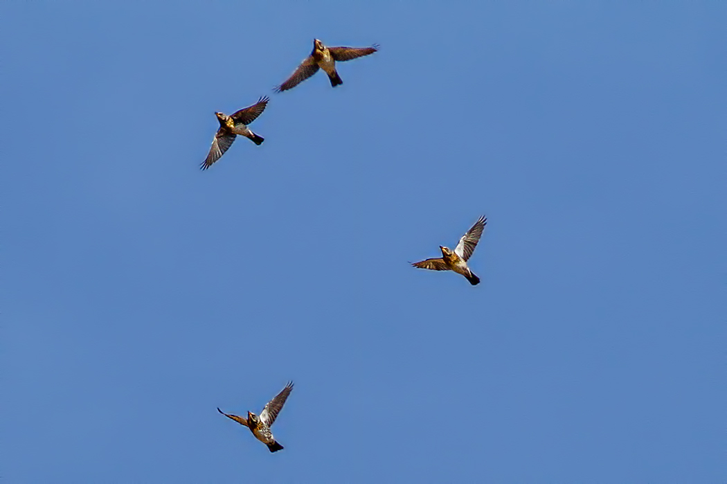 Fieldfare