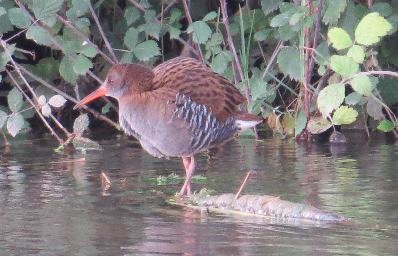 Water Rail