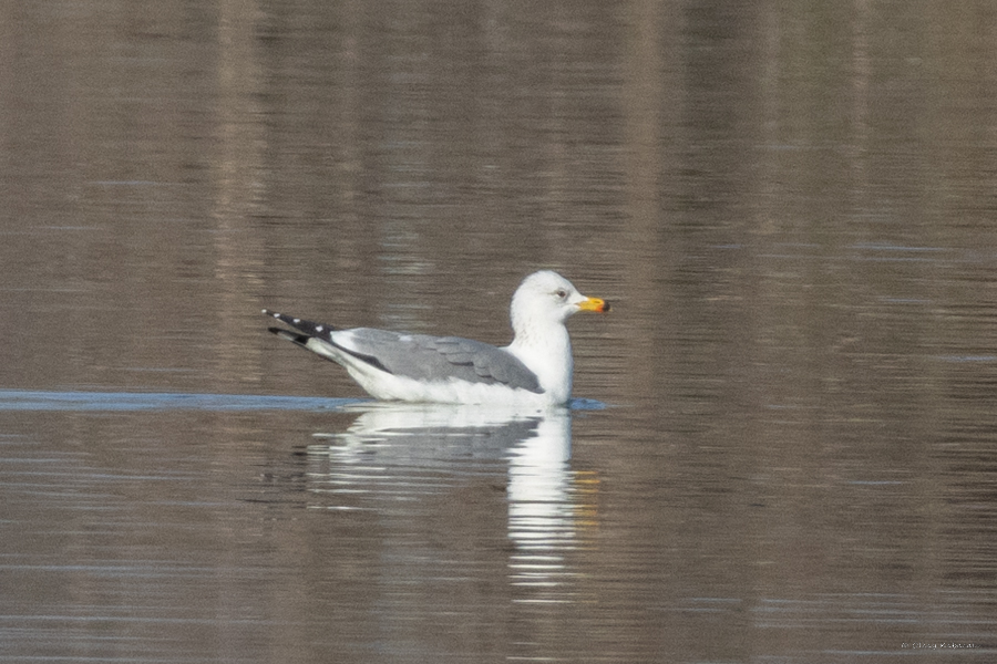 Armenian Gull