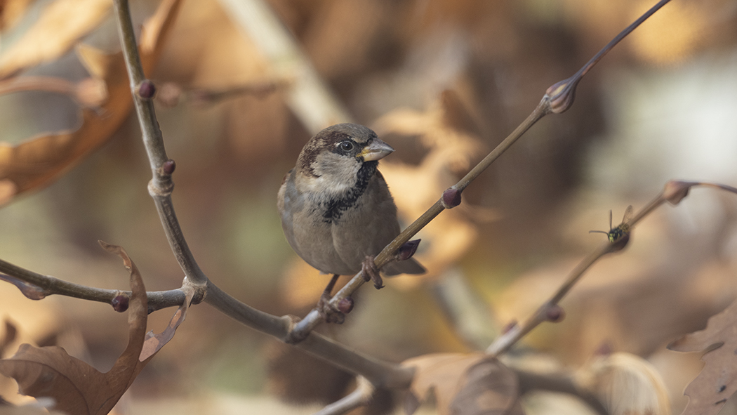 House Sparrow