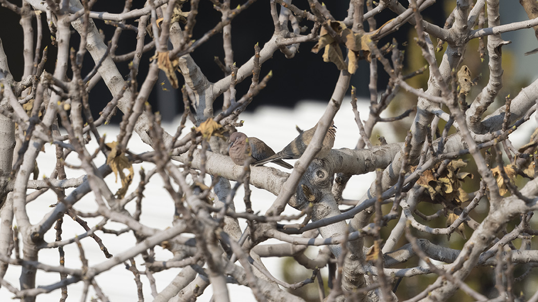 Laughing Dove