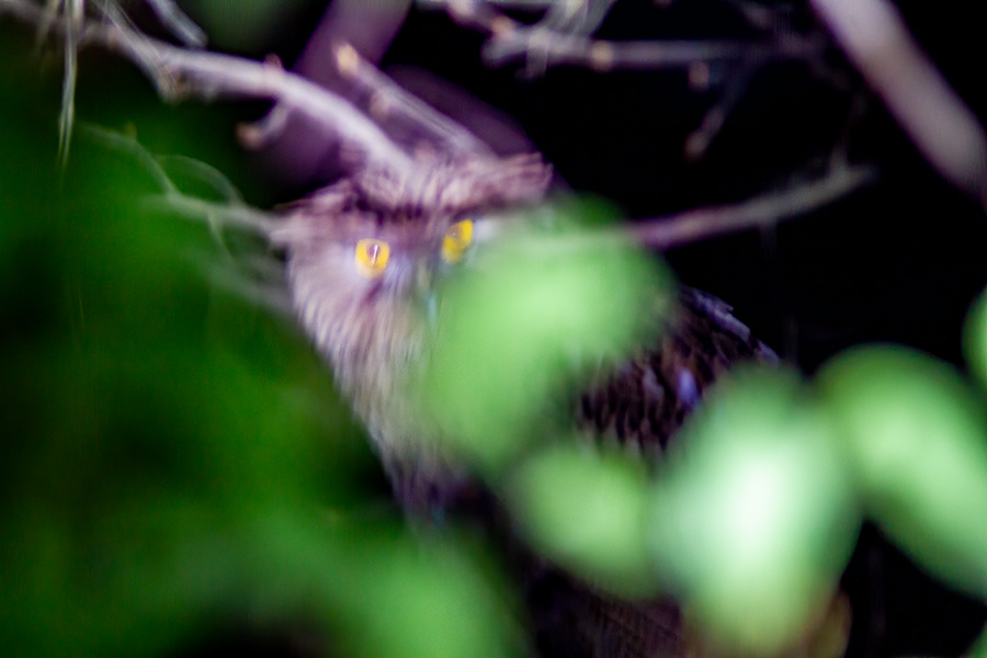 Brown Fish Owl