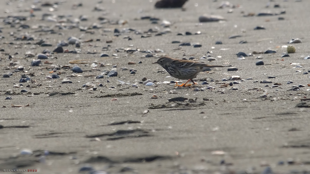 Buff-bellied Pipit