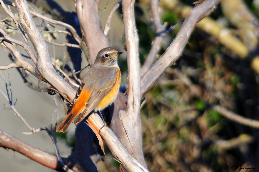 Common Redstart