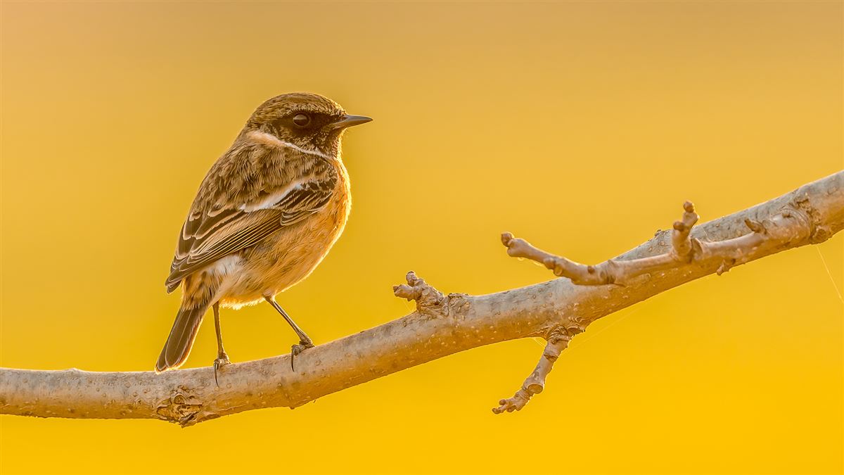 European Stonechat