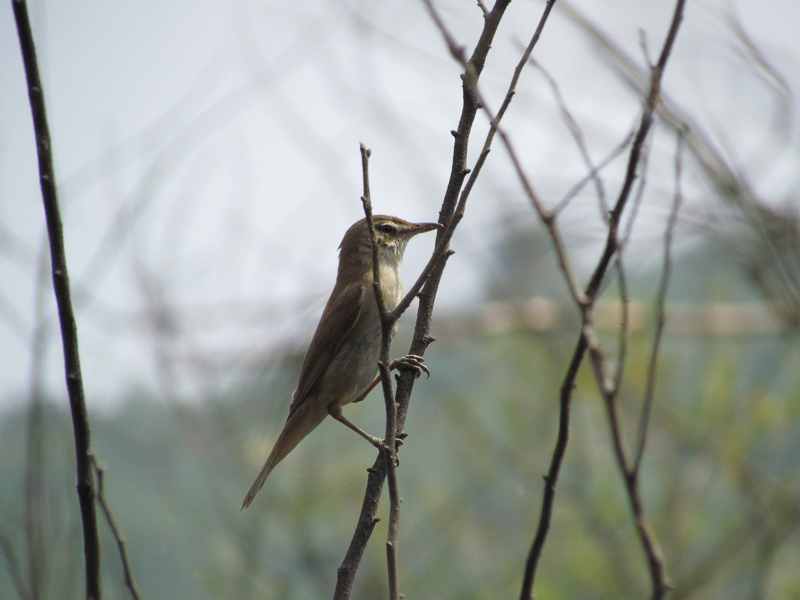 Great Reed Warbler