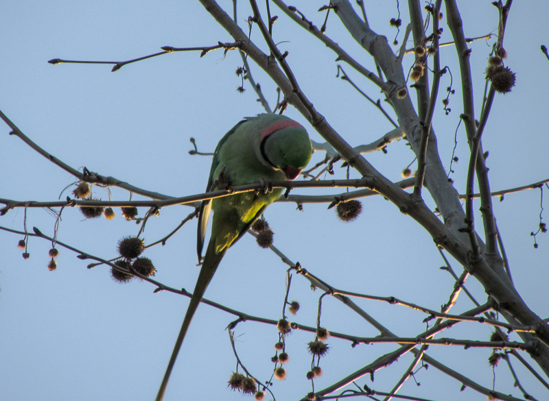 Alexandrine Parakeet