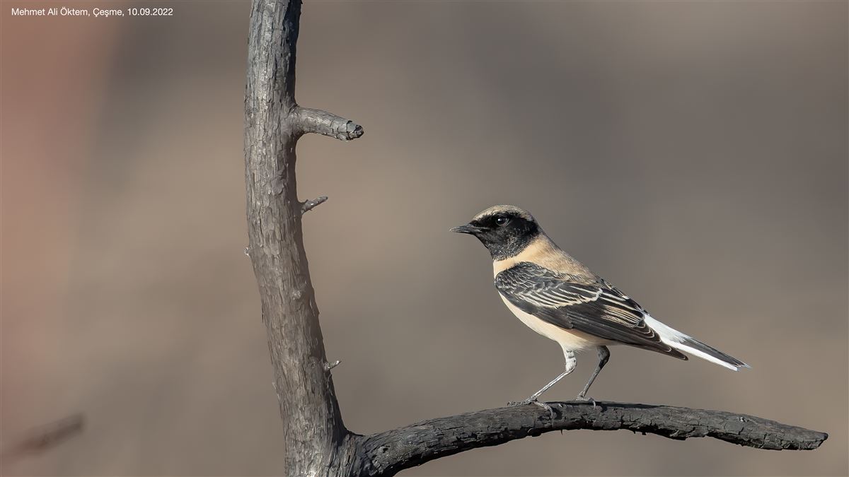 Black-eared Wheatear