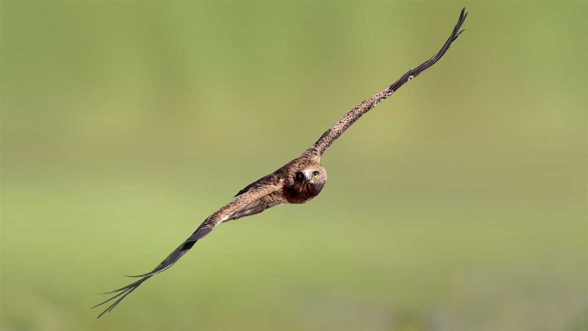 Short-toed Snake Eagle