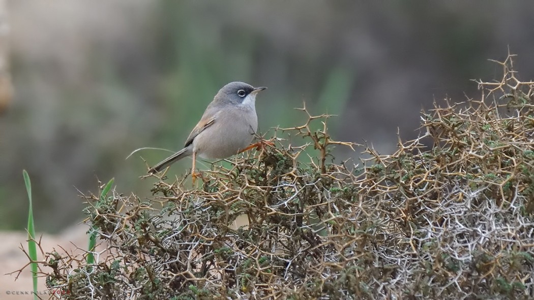 Spectacled Warbler