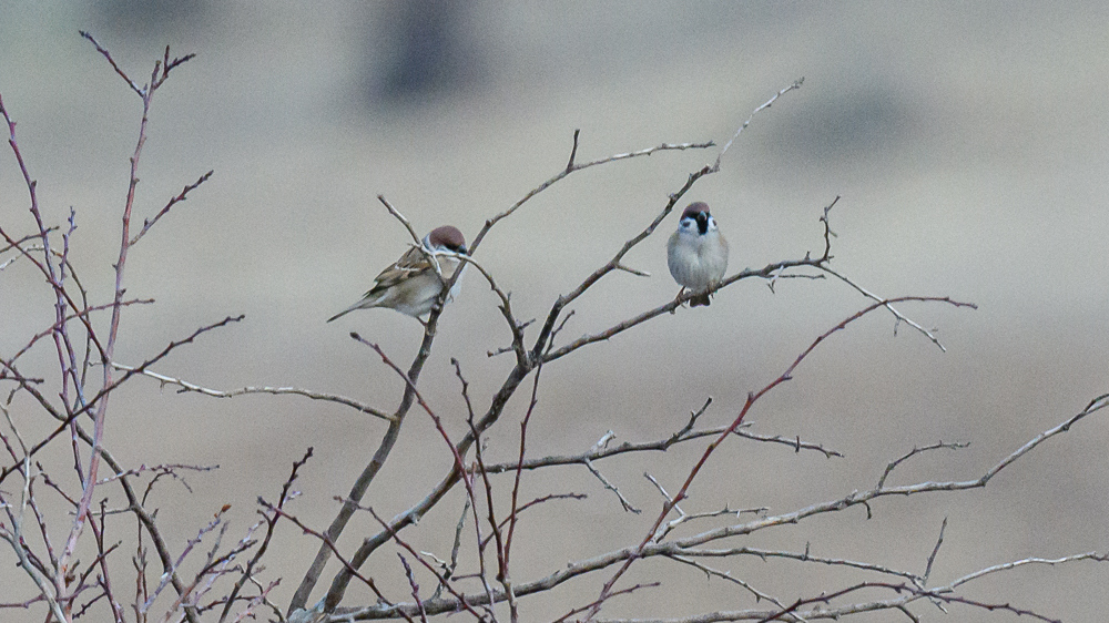 Eurasian Tree Sparrow