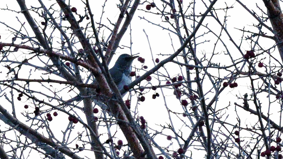 Black-throated Thrush