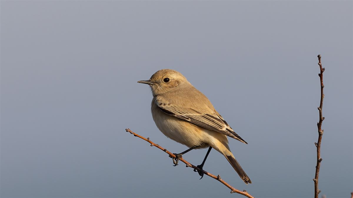 Desert Wheatear