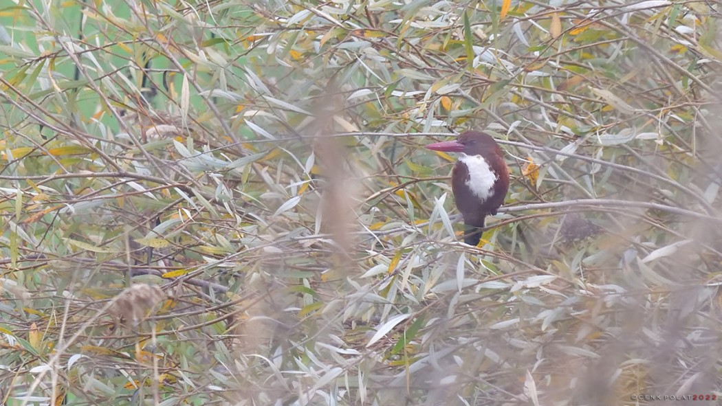 White-throated Kingfisher