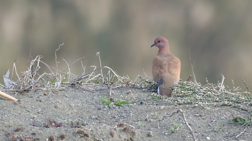 Laughing Dove